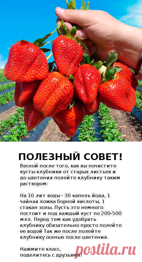 (49) Одноклассники