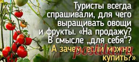Переводчица рассказала о том, как японцы воспринимают русскую дачу: она вызывает у них сплошное недоумение