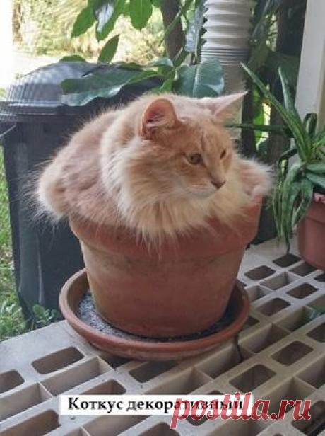 Сразу видно, кто тут главный! Забавная подборка