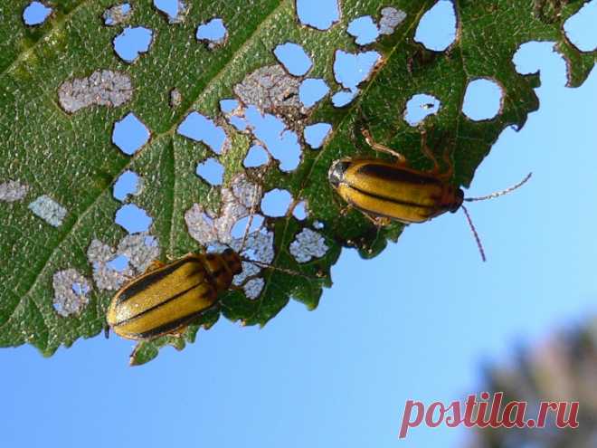 ильмовый листоед