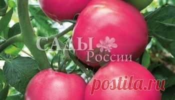 НПО "Сады России" объявляет КОНКУРС на САМЫЙ КРУПНЫЙ ПОМИДОР! | Практика ведения дачного хозяйства