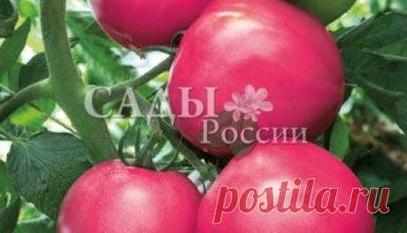 НПО &quot;Сады России&quot; объявляет КОНКУРС на САМЫЙ КРУПНЫЙ ПОМИДОР! | Практика ведения дачного хозяйства