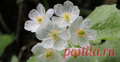 Удивительный цветок, который становится прозрачным во время дождя. Его можно найти лишь в трёх частях земного шара: на влажных лесистых склонах в холодных регионах Японии и Китая, а также в Аппалачи, США. Научное название этого незаурядного растения — #Diphylleia_grayi, или двулистник Грея.