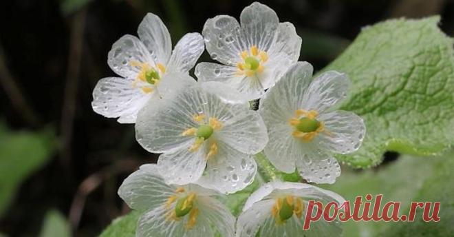 Удивительный цветок, который становится прозрачным во время дождя. Его можно найти лишь в трёх частях земного шара: на влажных лесистых склонах в холодных регионах Японии и Китая, а также в Аппалачи, США. Научное название этого незаурядного растения — #Diphylleia_grayi, или двулистник Грея.