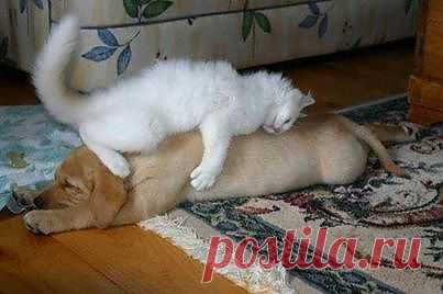 (5) Facebook