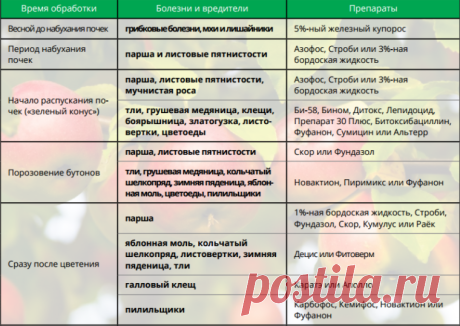 Обработка садовых деревьев весной
