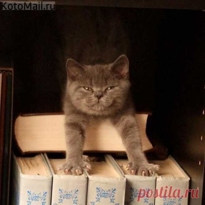 А ты записался в общество книголюбов ?