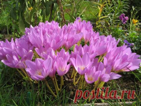 Безвременники. ПРАВИЛА И СРОКИ ПОСАДКИ. 

Чтобы осенний сад украсили безвременники, нужно не забыть высадить их в августе. О правилах посадки этого "запоздалого крокуса" читайте ниже.

Когда на фоне пожухлой листвы вдруг раскрываются цветки безвременников, кажется, будто происходит настоящее волшебство. Растения эти не маленькие и хороши даже поодиночке. А если клубнелуковицы высадить группой, получится яркое сиренево-розовое пятно. Читать по ссылке: https://vk.com/wall-72...