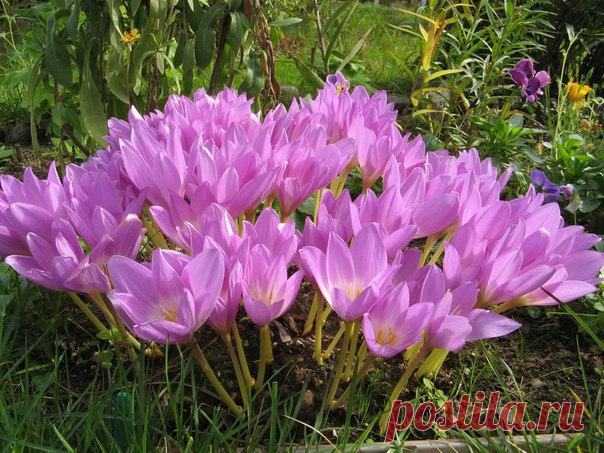 Безвременники. ПРАВИЛА И СРОКИ ПОСАДКИ. 

Чтобы осенний сад украсили безвременники, нужно не забыть высадить их в августе. О правилах посадки этого 