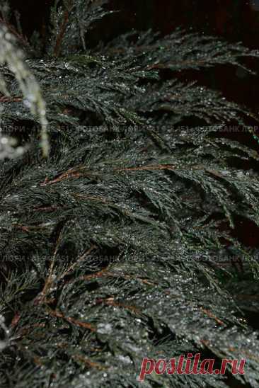 Full frame shot of wet frozen evergreen tree in dark cold snowy winter night. Nature background. Стоковое фото, фотограф Ilaronsia / Фотобанк Лори