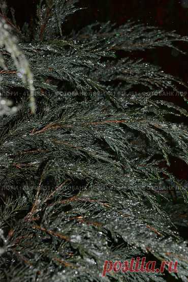Full frame shot of wet frozen evergreen tree in dark cold snowy winter night. Nature background. Стоковое фото, фотограф Ilaronsia / Фотобанк Лори