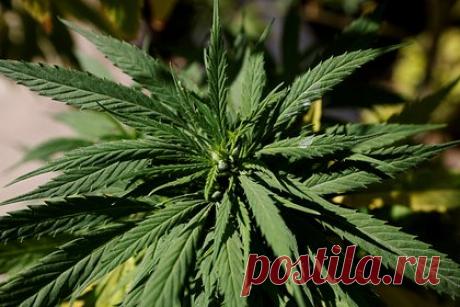 В США захотели легализовать марихуану. В США в штате Огайо захотели легализовать марихуану. Окончательное решение будет принято 7 ноября, когда в день голосования жители штата смогут получить отдельный бюллетень по данному вопросу. В случае полной легализации Огайо станет 24-м штатом, где ее можно употреблять. Сейчас она разрешена лишь в лечебных целях.