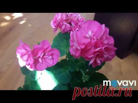 Пеларгония Bold Cherub