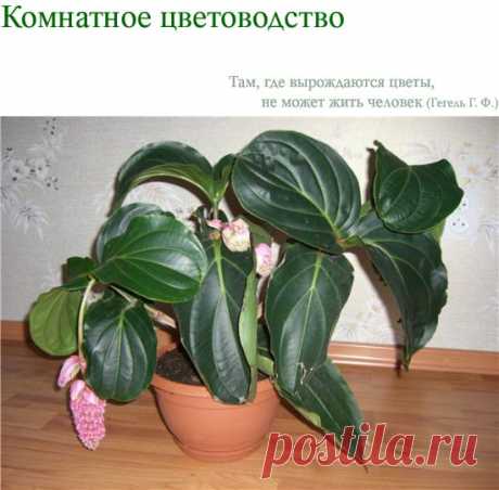 Комнатное цветоводство :: Просмотр темы - Мединилла