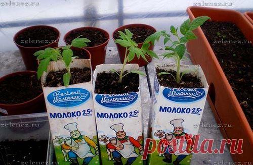 Выращиваем ранние тепличные томаты. | Мой сад и огород