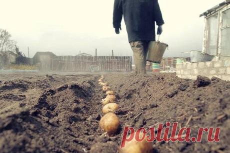 (1) Ландшафтный дизайн. Цветоводство. Садоводство