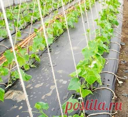 ОГУРЦЫ НА ПЛЕНКЕ. БЕЗ ПРОПОЛКИ