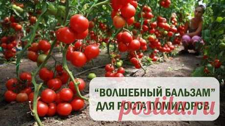 И опять помидоры | Самоцветик