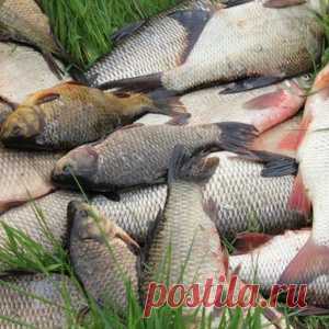 Как сохранить рыбу в жару - МирТесен