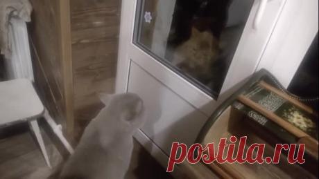 Открой мне, .....говорящий кот.