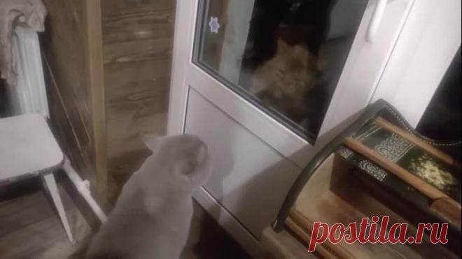 Открой мне, .....говорящий кот.