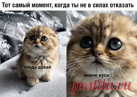 Без кошек жить нельзя на свете, нет - Татьяна, 29 мая 2020