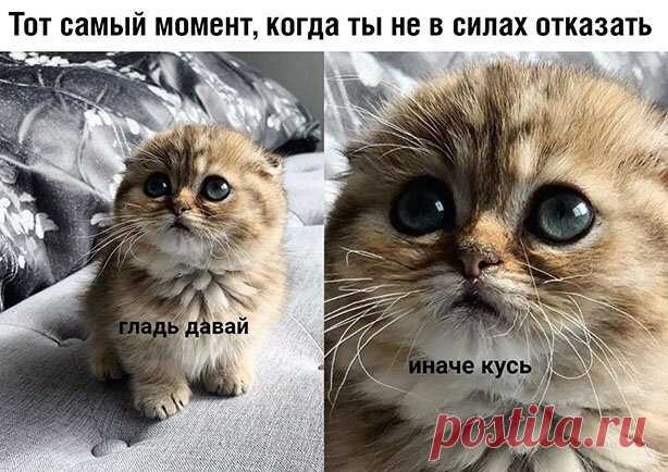 Без кошек жить нельзя на свете, нет - Татьяна, 29 мая 2020