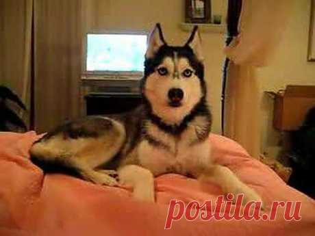 Husky Dog Talking - &quot; I love you &quot; - YouTube
