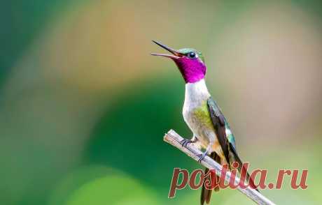 Обои птица, ветка, клюв, колибри картинки на рабочий стол, раздел животные - скачать