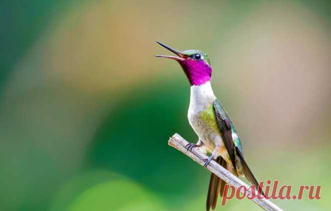 Обои птица, ветка, клюв, колибри картинки на рабочий стол, раздел животные - скачать