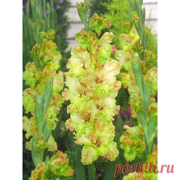 (16) Мой Мир@Mail.Ru