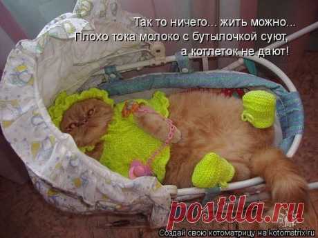 Самые смешные котоматрицы за прошедшую неделю / Питомцы