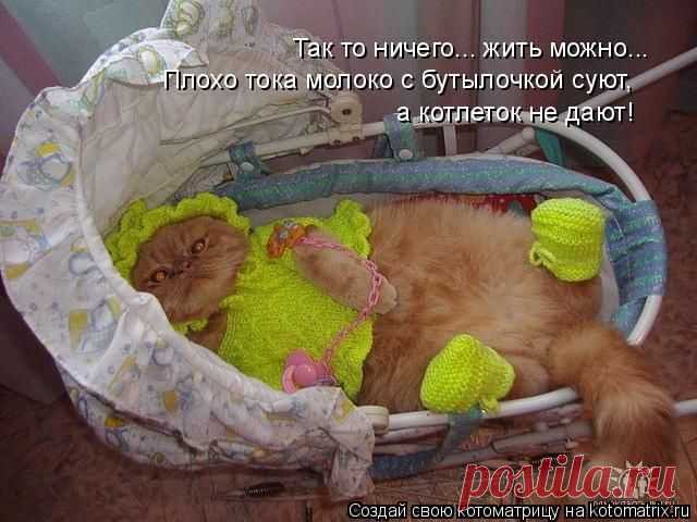 Самые смешные котоматрицы за прошедшую неделю / Питомцы