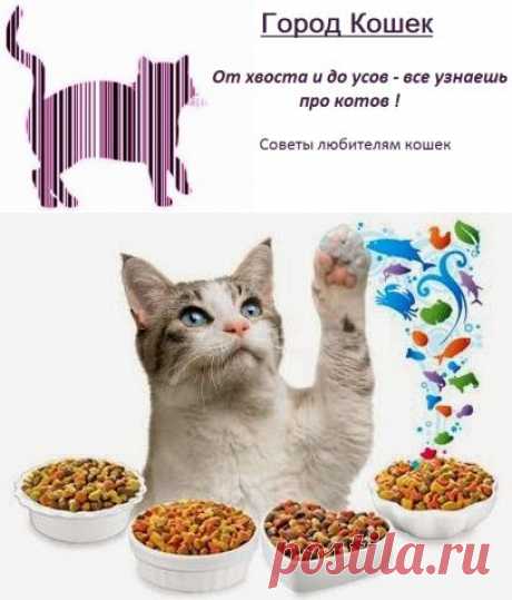 Состав сухих кормов изучаем по упаковке и анализируем | Город кошек