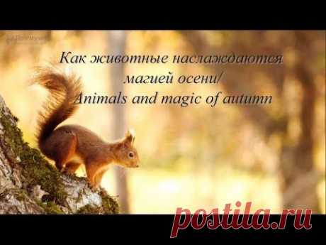 Как животные наслаждаются магией осени/ Animals and magic of autumn - YouTube