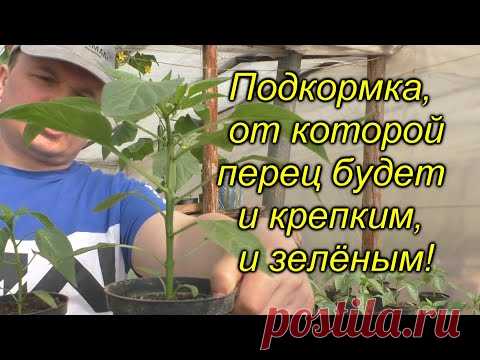 Перец будет крепким и зелёным - очень важная подкормка!