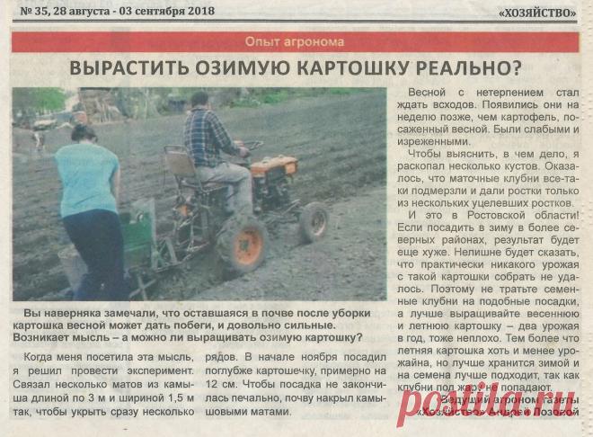 Вырастить озимую картошку реально?