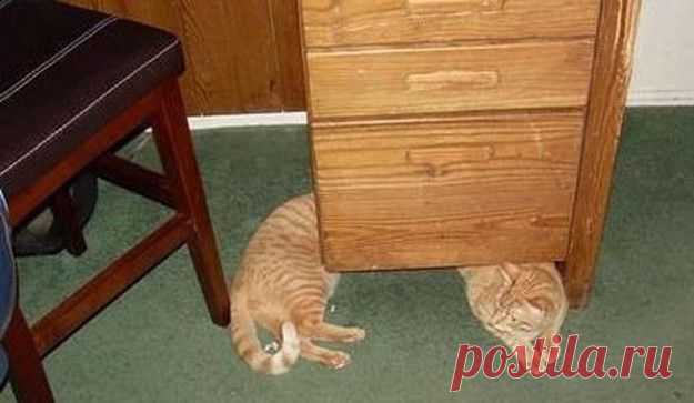 Фото котов, сделанных в нужный момент