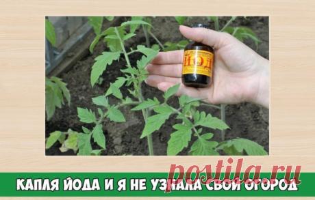Одна капля йода и я не узнала свой огород!

Йод — антисептик широкого спектра действия, который «обезоруживает» самые разнообразные бактерии, грибы и иные простейшие микроорганизмы, вызывающие инфекционно-воспалительные заболевания у человека. Но полезные свойства препарата на этом не заканчиваются: его с успехом можно применять и для поддержания здоровья культурных насаждений.
Показать полностью…