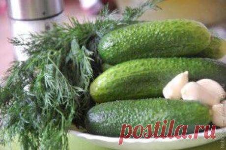 Как приготовить малосольные огурцы без рассола | Никогда не сдавайся! Красота, здоровье, народная медицина, здоровый образ жизни, стройная фигура, бизнес дом и семья, полезные советы