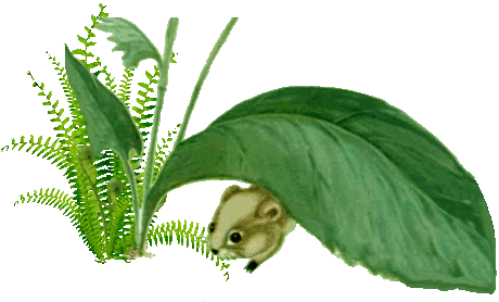 Хомячок (В. Бианки)