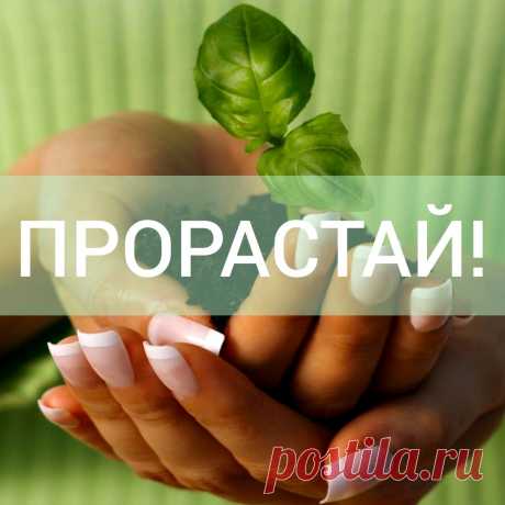 ПРОРАСТАЙ сквозь шелуху и мусор, который накопился за годы метаний, поисков себя и ненужной информации. 
Имей силу прорасти сквозь всю эту толщу, накопленную годами и даже десятилетиями. 
Дай волю пусть пока слабому, но в то же время выносливому ростку твоего истинного Я. 
Пусть он тянется всё выше и выше, становится крепче и ярче, и выйдет, наконец, на свет, видимый людям и всему окружающему миру. 
Этот цветок, распустившийся из твоих...