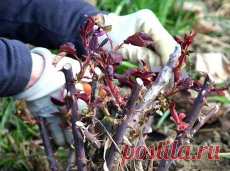 Подкормите розы весной – что необходимо сделать в ближайшее время | Летний досуг | Яндекс Дзен
