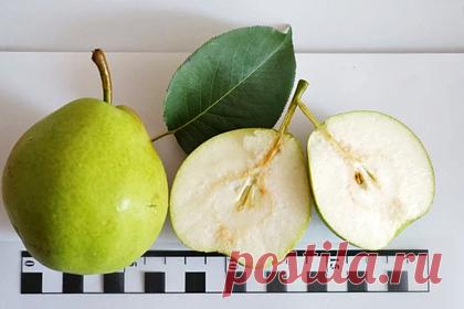 Уральские ученые вывели гигантскую морозостойкую грушу. Ученые Южно-Уральского научно-исследовательского института садоводства и картофелеводства вывели сорт гигантской морозостойкой груши, вес которой достигает 300 граммов. Уточняется, что новый сорт, который удалось получить путем скрещивания двух видов груш, назвали «фаворитка». Работа у уральских ученых заняла 20 лет.