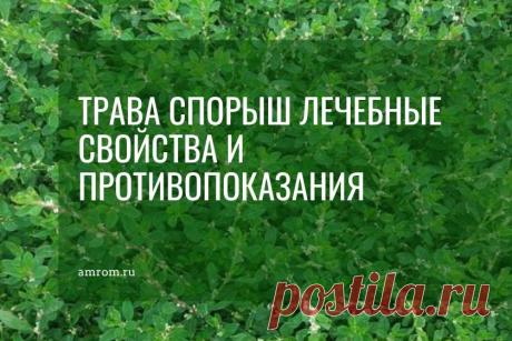 Трава спорыш лечебные свойства. Спорыш (горец птичий , мурава-трава, топтун) — однолетнее растение семейства гречишных. Травянистое стелящееся растение. В высоту может достигать до 30 см. Листья ланцетовидные более узкие у основания, в длину достигают 2 см, а в ширину 0,4 см. Цветки собраны пазухах листьев и их окраска может иметь цвет от светло-зеленого или розового до сиреневого.