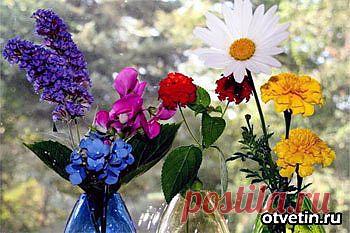 Какой у вас цветок-талисман.