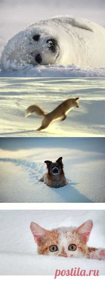 40 очаровательных животных в снегу