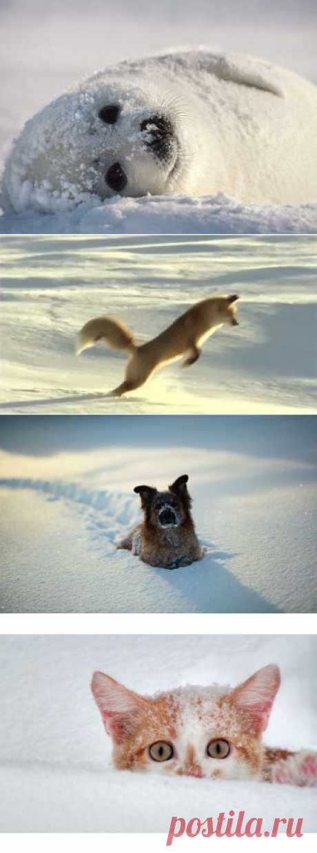 40 очаровательных животных в снегу