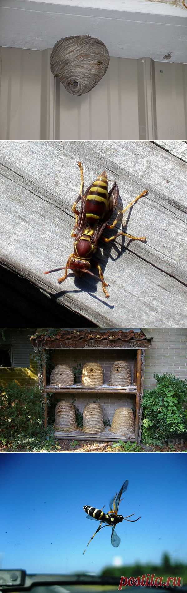 Как избавиться от пчел и ос | Твой Ремонт!!!