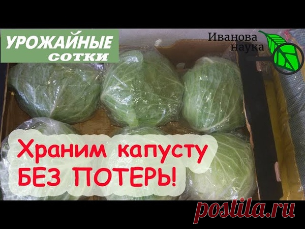 Запись ВалентинаИвановны Бубновой ВОТ ТАК НАДО ХРАНИТЬ КАПУСТУ БЕЗ ПОТЕРЬ! Проблемы капусты при хранении. 1. Капуста с зелёными листьями.
Зеленые листья капусты, как правило, портятся уже через несколько дней.
На них появляются бурые пятна, они желтеют и растение отмирает.
Такие поврежденные листья не принесут вам пользы при квашении капусты в домашних условиях.
Даже при обработке (замачивание в соленой воде) они будут сохнуть и крошиться.